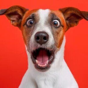 CANCELLED: bundles under $15